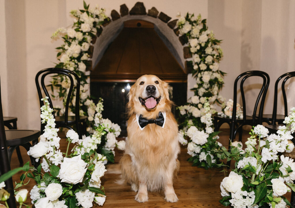 Denver Wedding Pet Attendant 