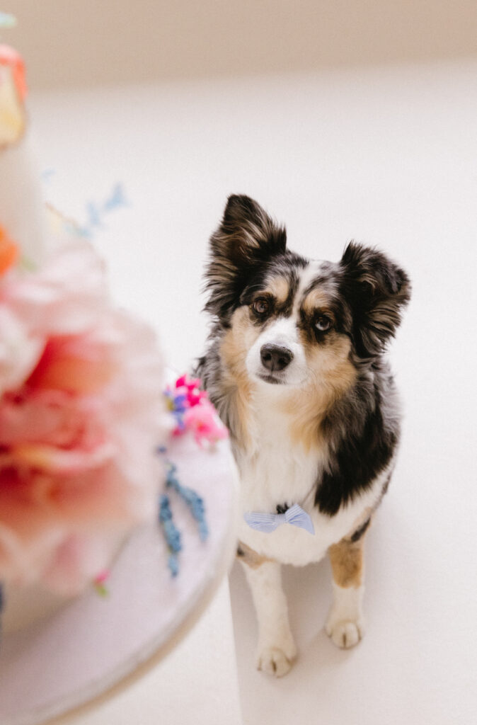 Denver Wedding Pet Attendant 