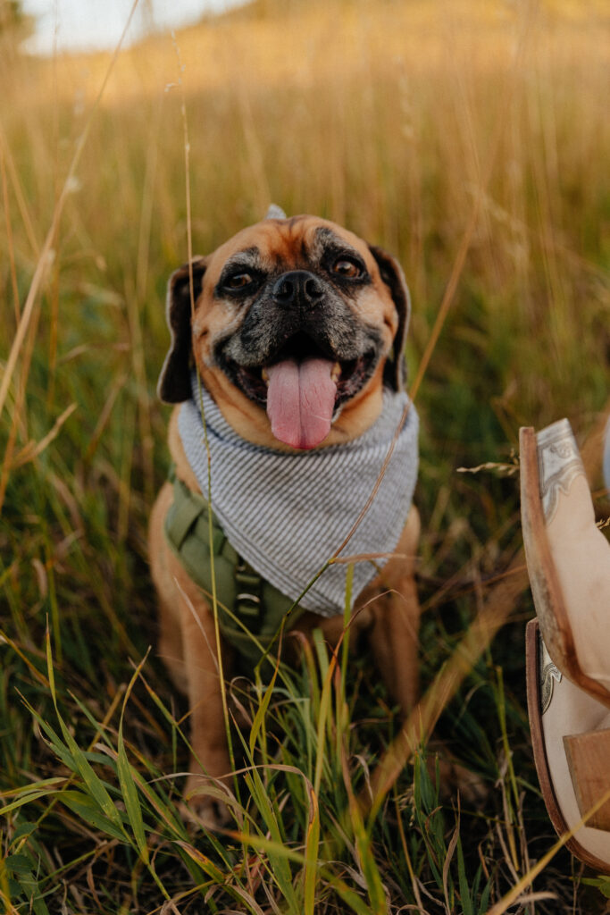 Denim on denim engagement session outfit at Chautauqua Park Boulder, CO with a dog