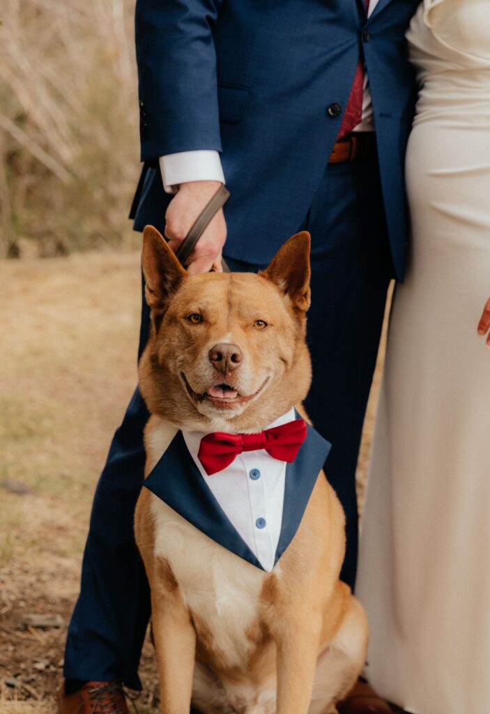 dog wearing a vest and bowtie at a wedding 