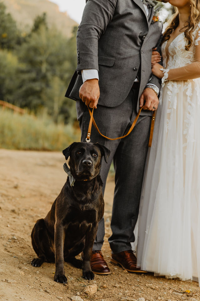 photo of a dog with the bride and groom 