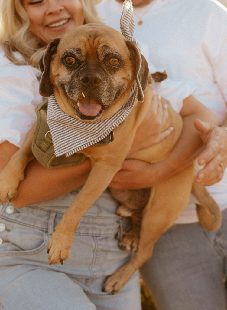 casual golden hour field engagement photos of the couple in white t-shirts and denim with their pug at Chautauqua Park