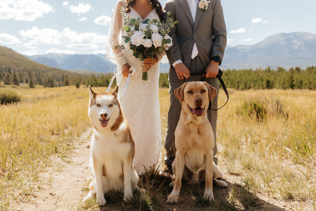 bride and groom and their dogs