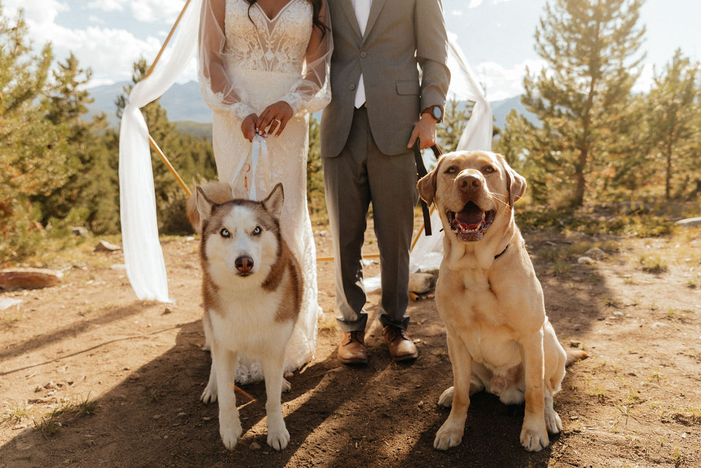 bride and groom posing with their dogs