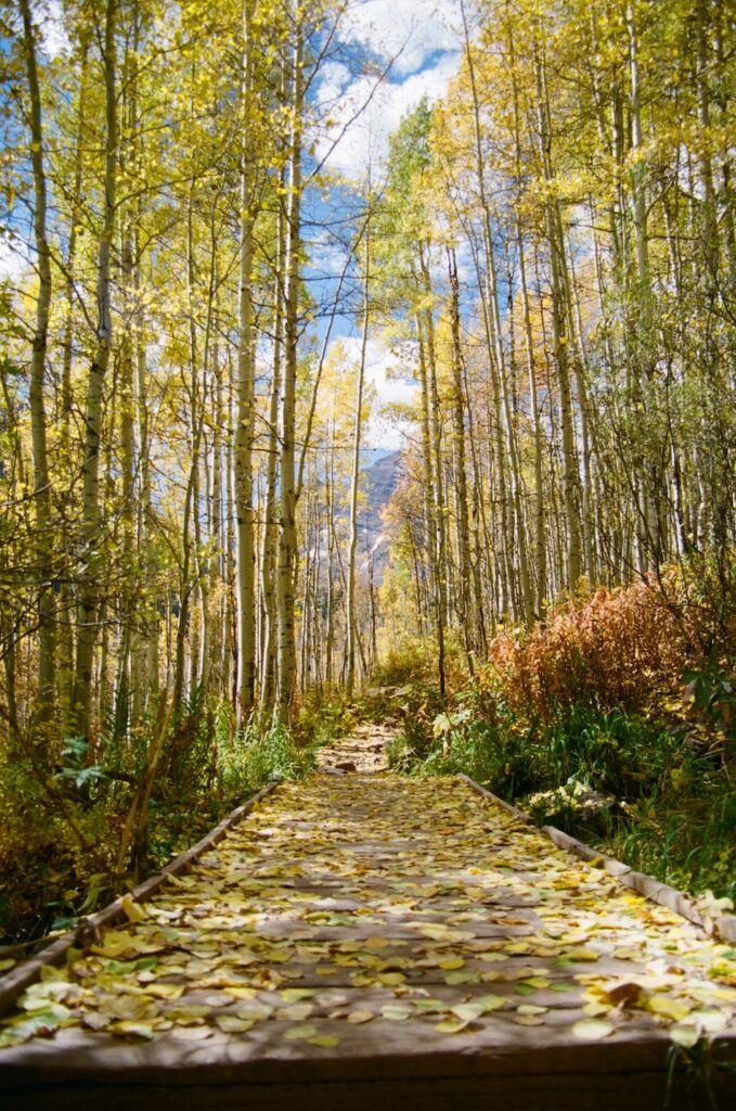 Aspen trees lining a wooden boardwalk trail in peak fall colors, a scenic location perfect for Aspen engagement sessions or outdoor wedding portraits in Colorado.