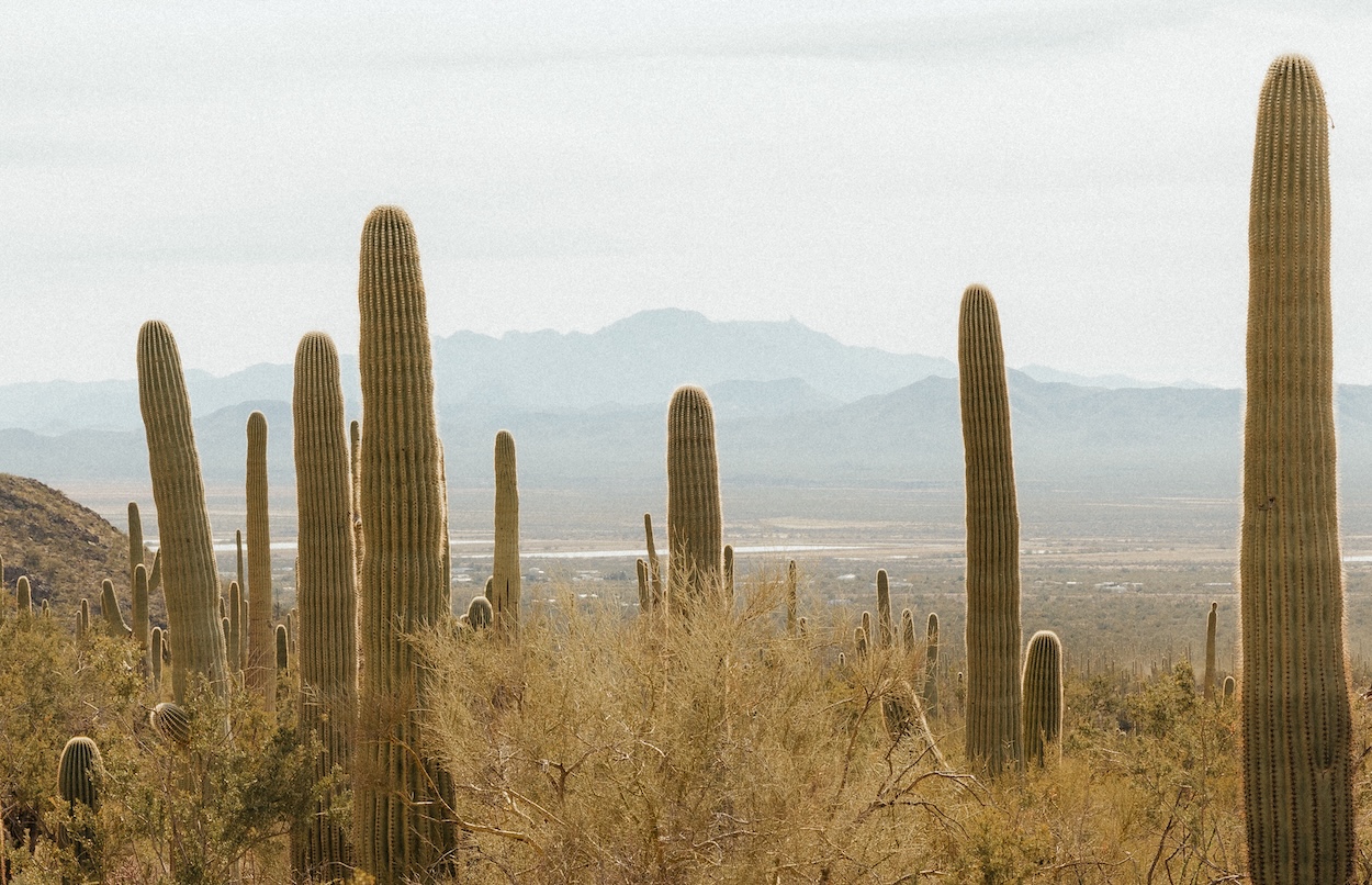 Expansive desert landscape with towering saguaros, capturing the natural beauty that makes Scottsdale wedding venues so stunning for outdoor ceremonies.
