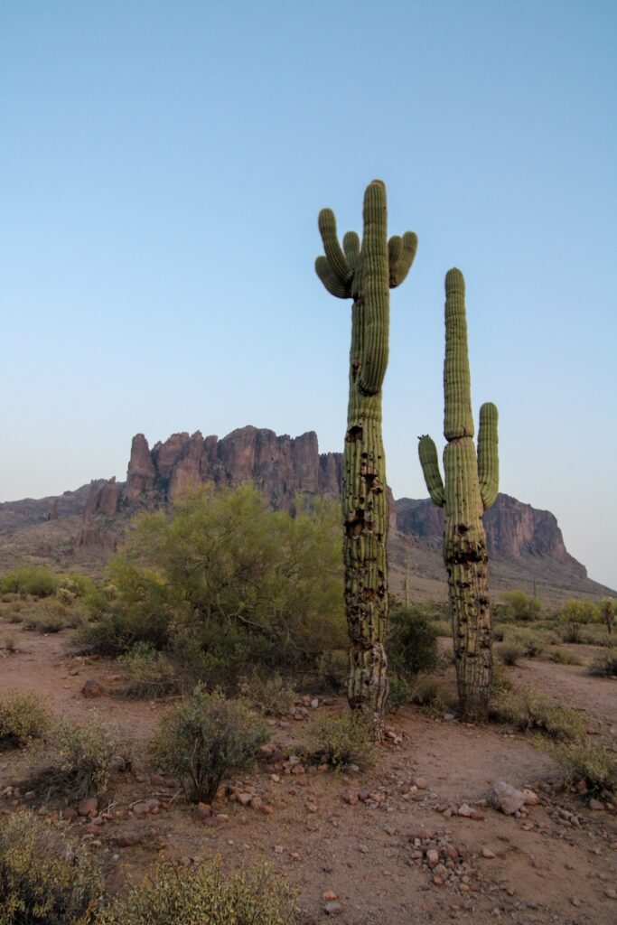 Golden hour light over saguaro cacti and the Superstition Mountains—an iconic Arizona backdrop for wedding photos.