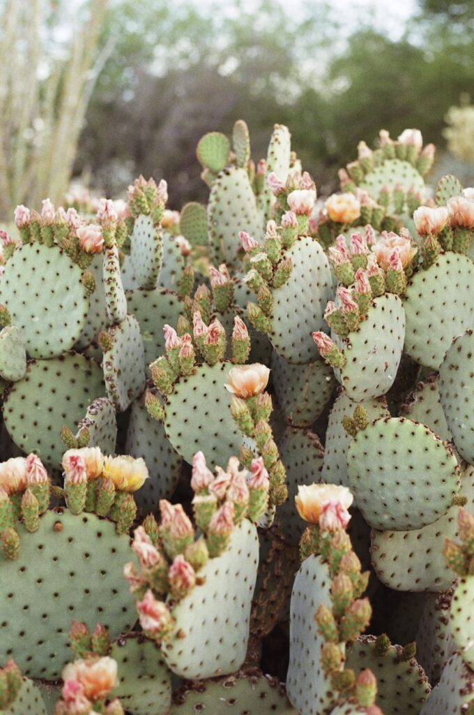 Prickly pear cactus blooming in soft pinks at the Desert Botanical Garden, a breathtaking and botanical option for Scottsdale wedding photography.
