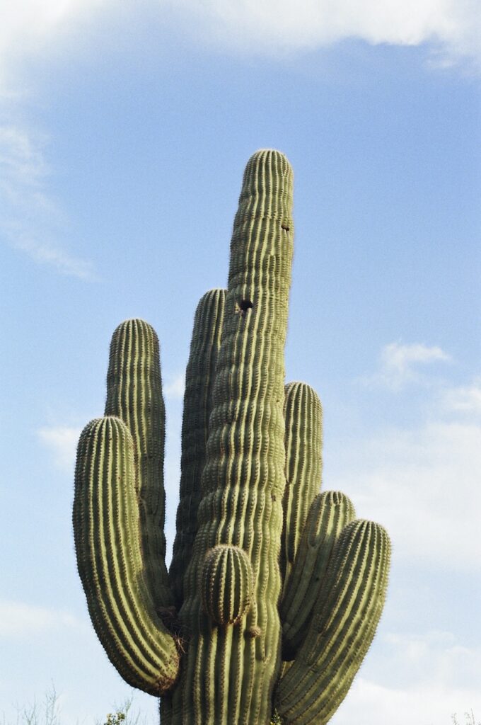 Saguaro cactus under blue sky in the Sonoran Desert, a signature view at many outdoor Scottsdale wedding venues.