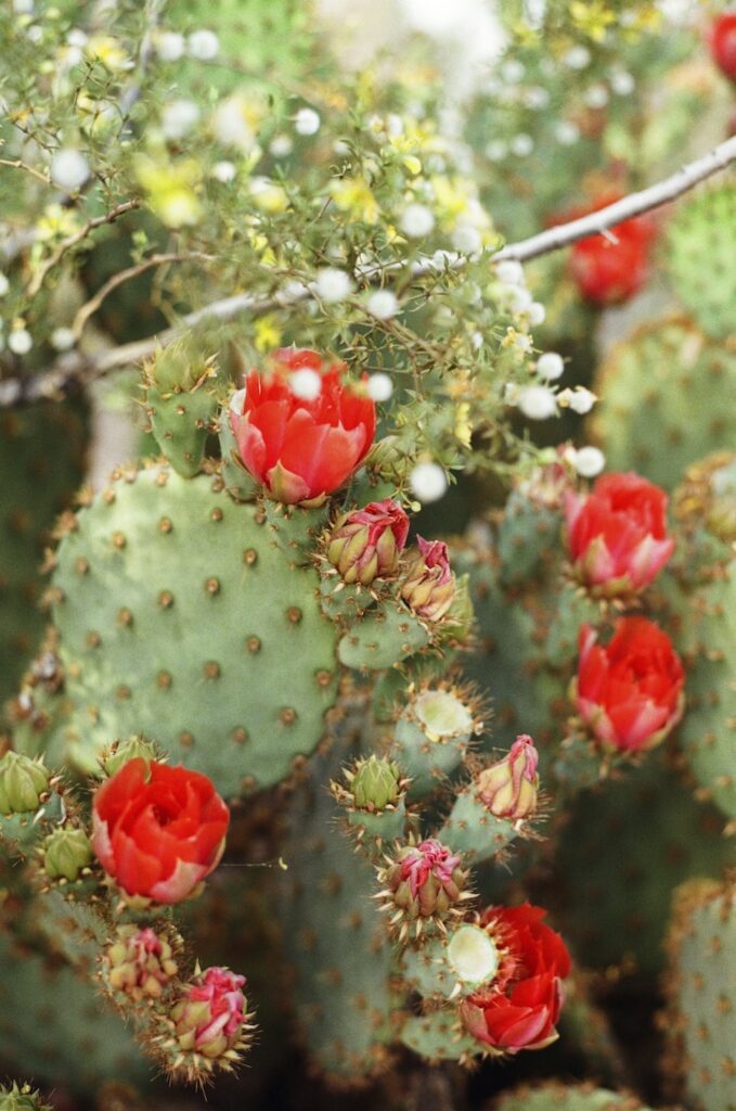 Bright red cactus blooms at the Desert Botanical Garden, one of the most unique and scenic wedding venues in Phoenix.