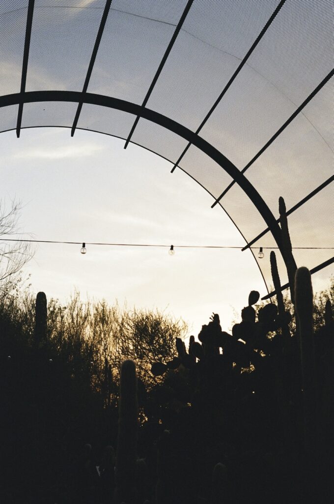 Silhouetted cacti at sunset beneath the canopy at the Desert Botanical Garden—an unforgettable location for Scottsdale wedding ceremonies and receptions.