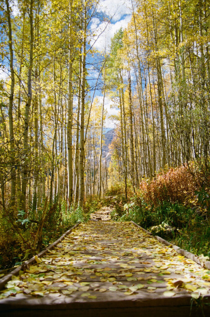 fall foliage covered path in aspen, colorado