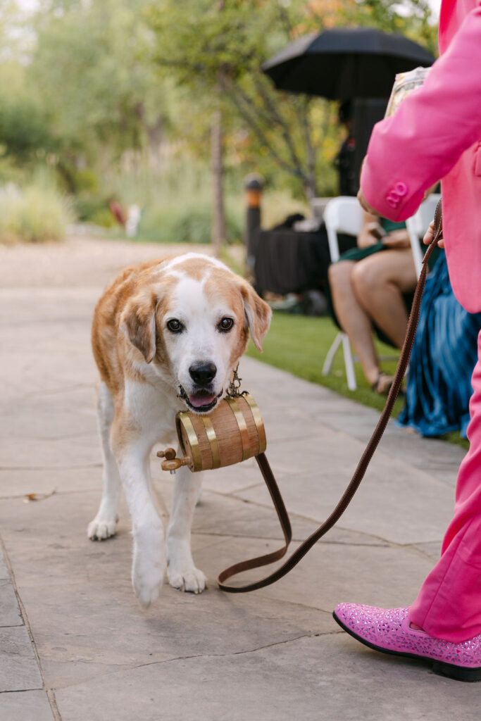 Dog ring bearer carrying rings down the aisle during a garden wedding ceremony at Hudson Gardens in Colorado.