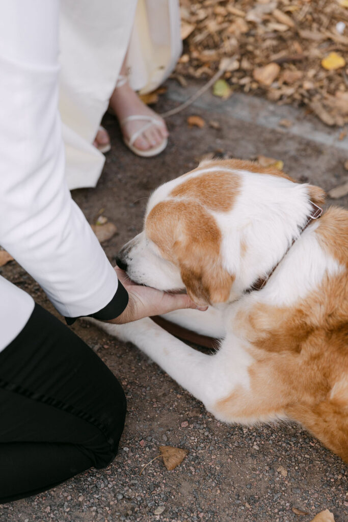 Candid moment of the couple’s dog receiving attention after their Colorado wedding ceremony.