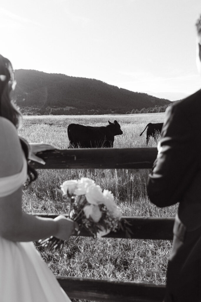 Bride and groom holding hands by a ranch fence with grazing cattle at Spruce Mountain Ranch.