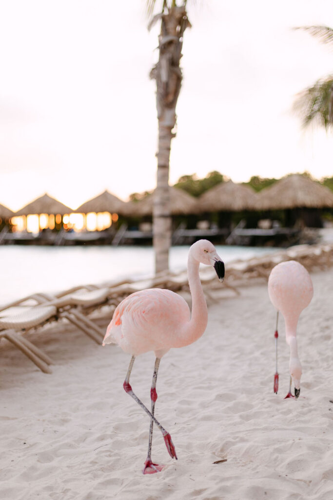 Flamingo wandering on Flamingo Beach on Renaissance Island during a wedding reception in Aruba